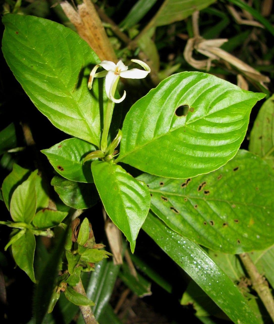 Chomelia 17