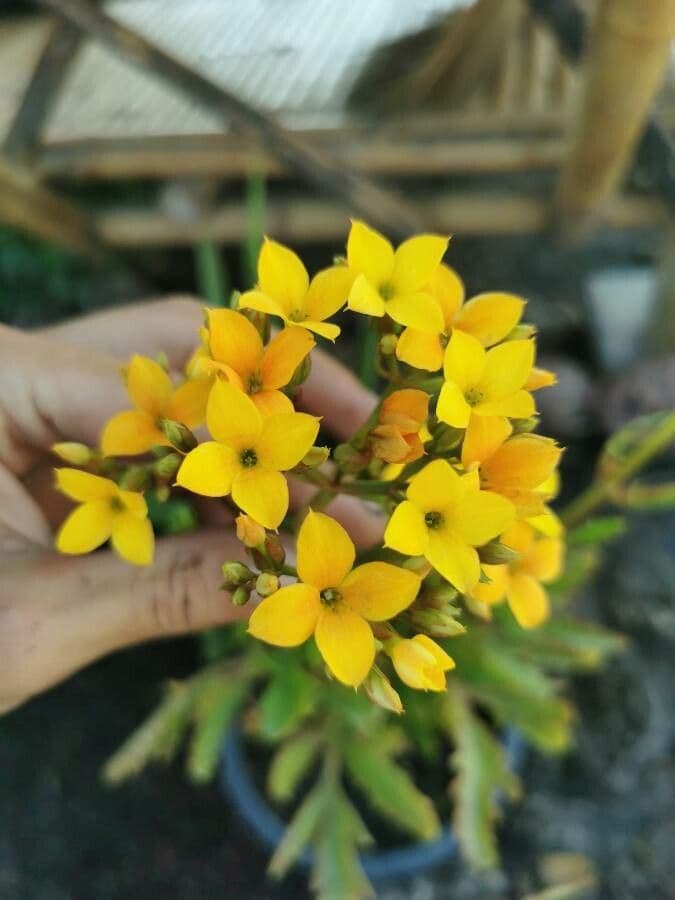 Kalanchoe 6