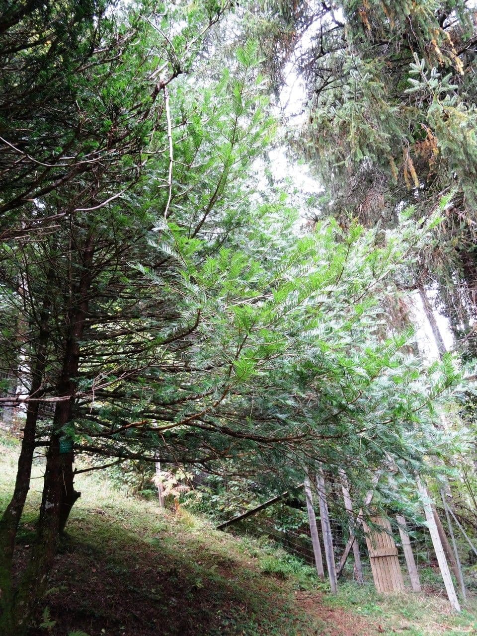 Torreya della California 16