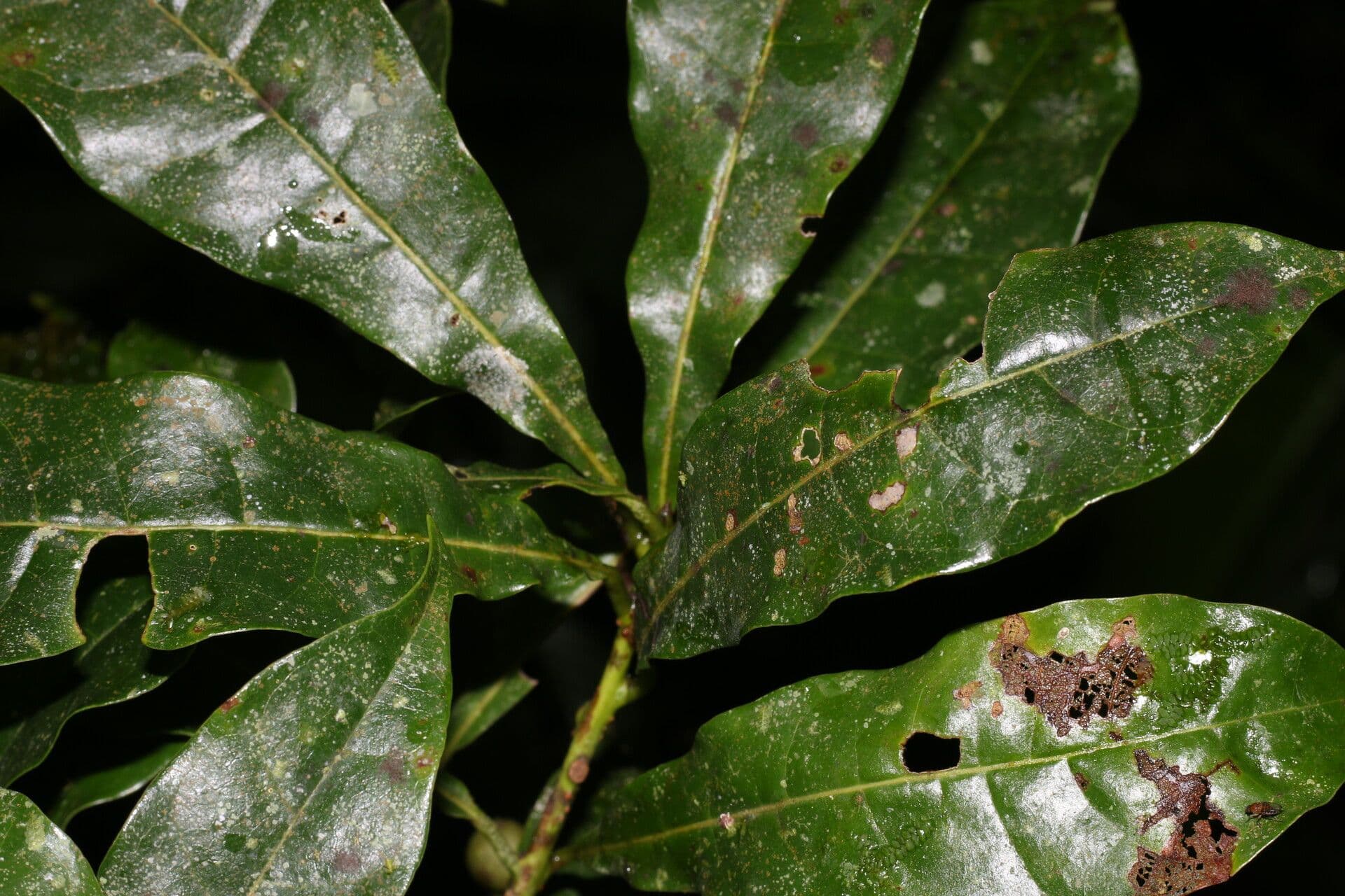 Meliosma 14