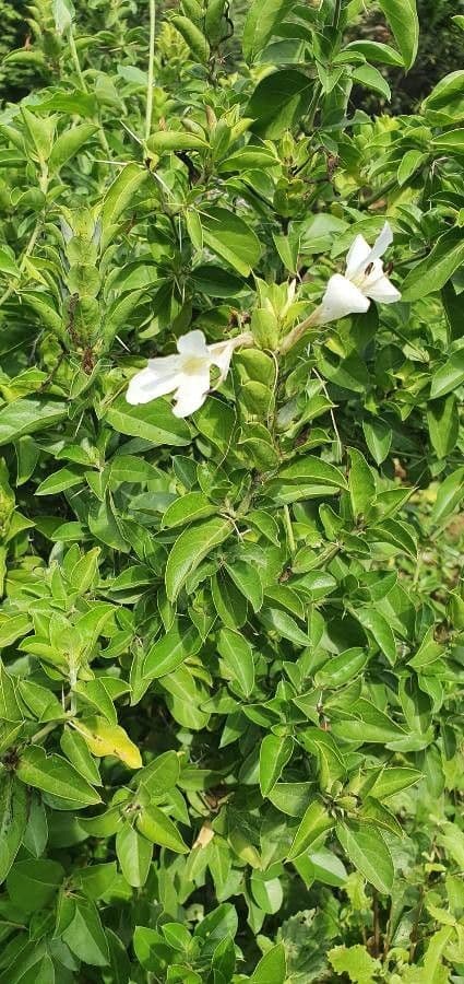 Barleria