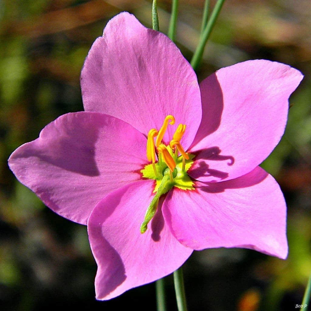Großblütige Rosen-Enzian 4