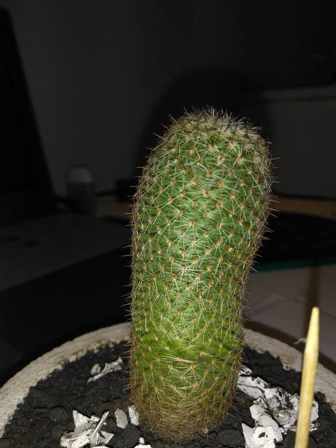 Mammillaria di Matuda 15