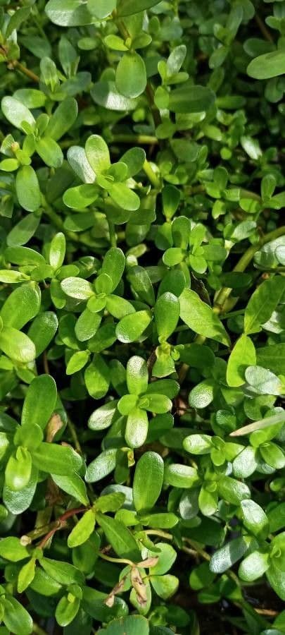 Brahmi 15