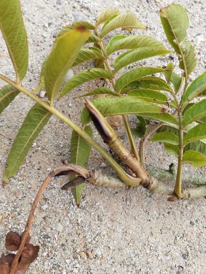 Pterocarya rhoifolia 18