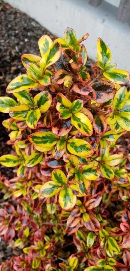 Coprosma plazivá 12