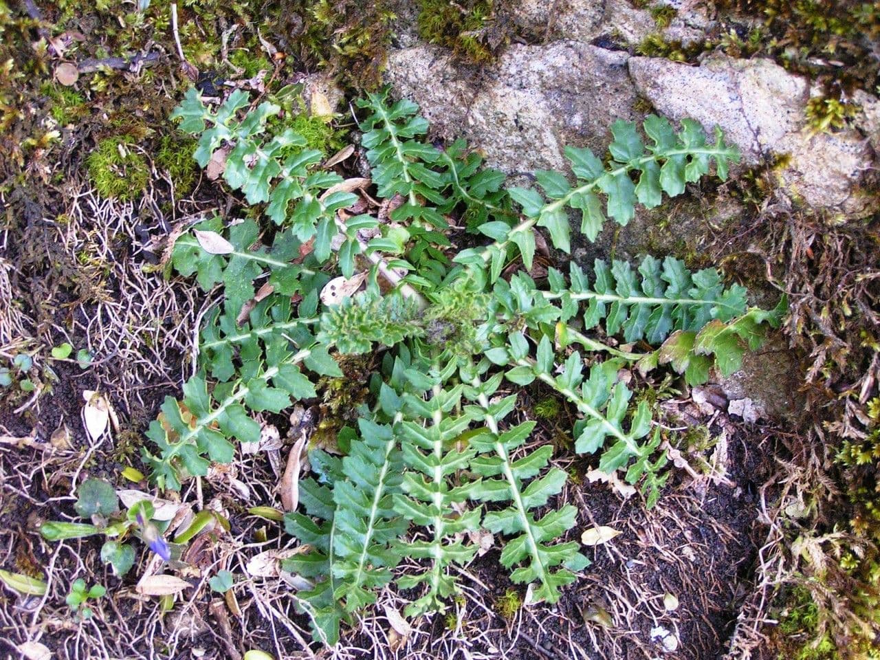 Erba perla d'Austria 18