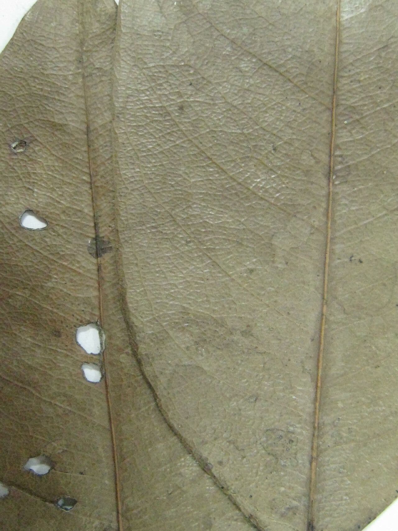 Eschweilera collinare 8