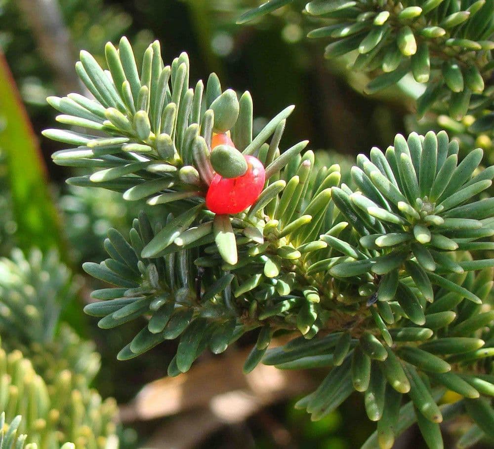 Podocarpus