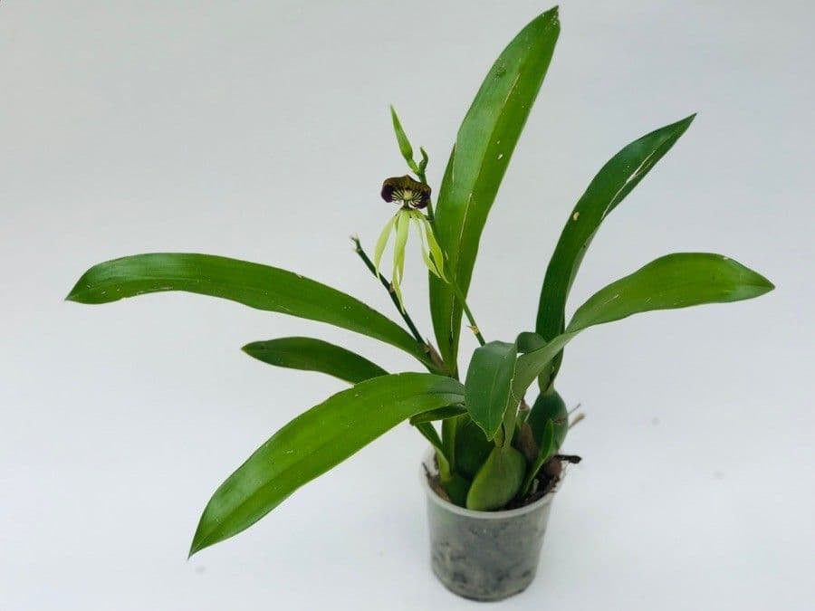 Orchidea conchiglia 10