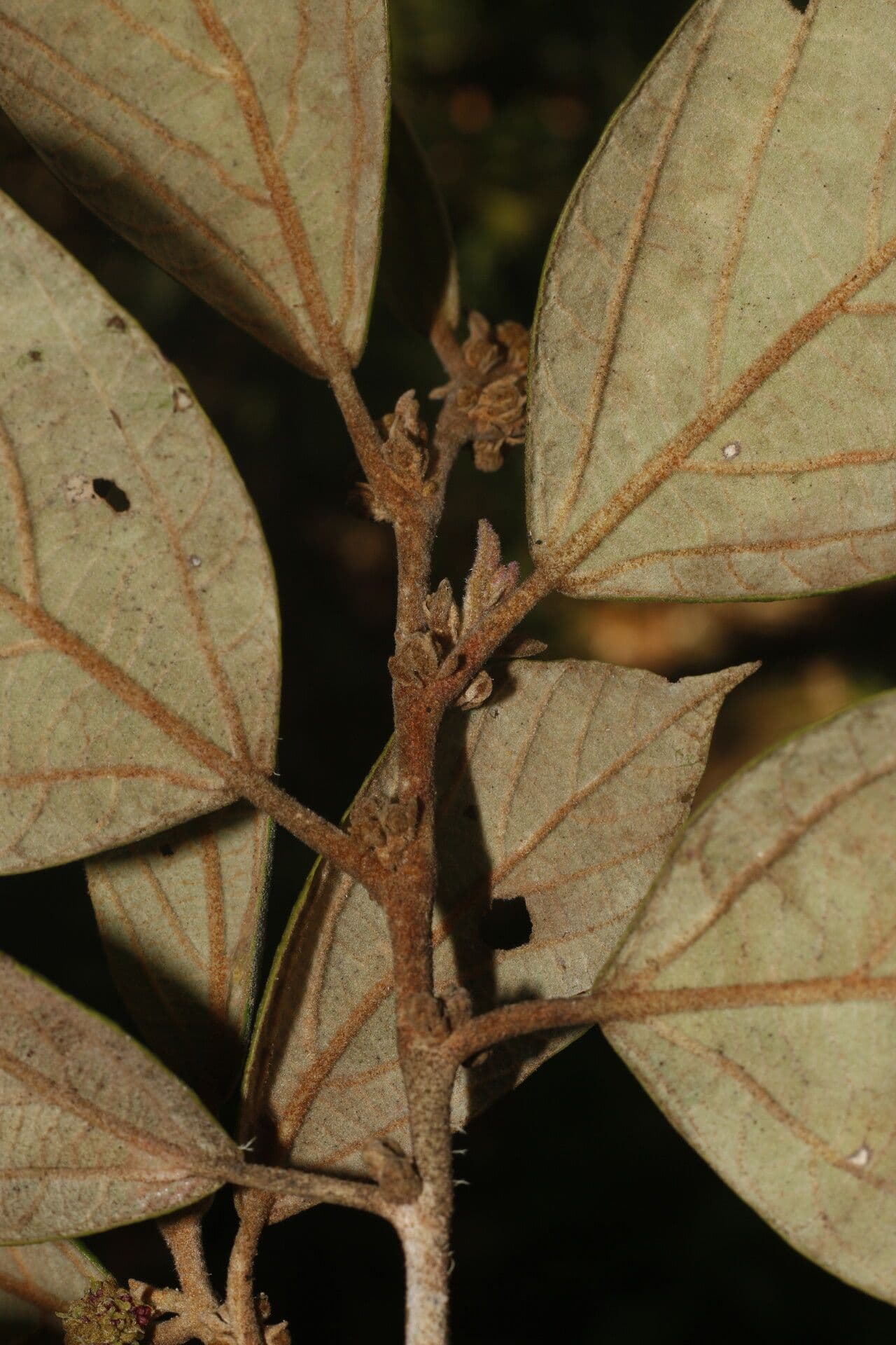 Molinadendron 13