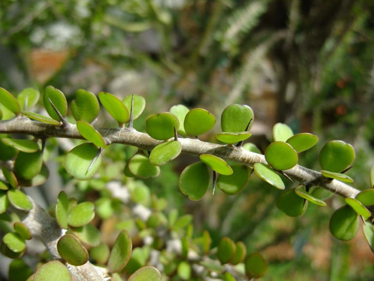 Alluaudia 8