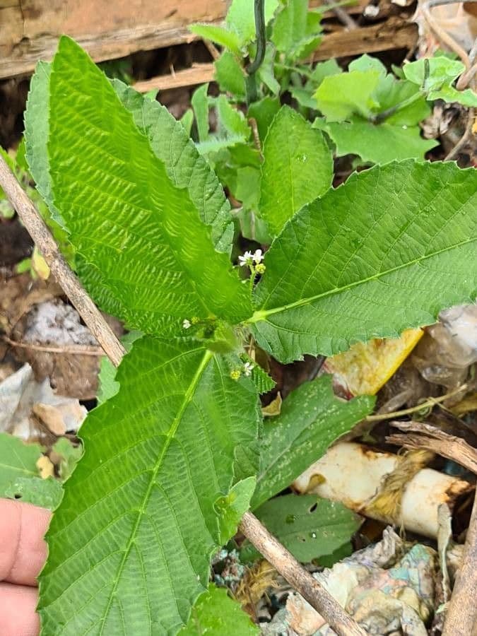 Caperonia palustre 3