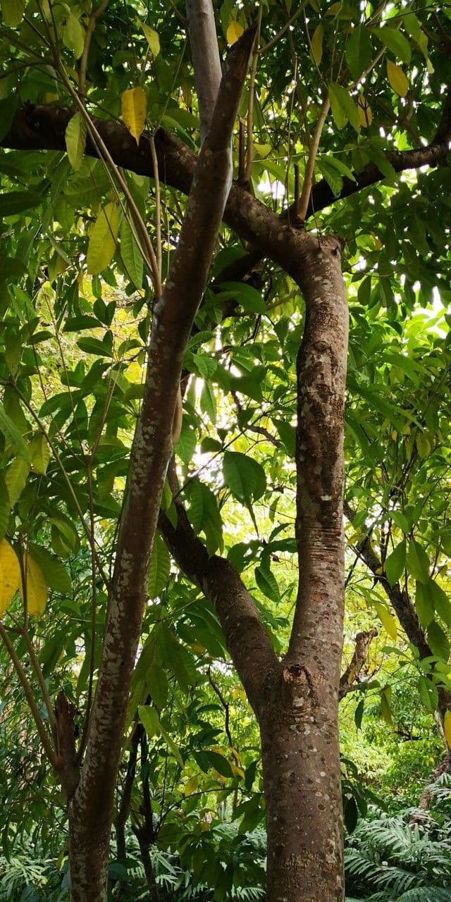 Rauvolfia vomitoria 8