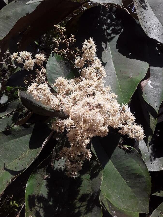 Miconia 3