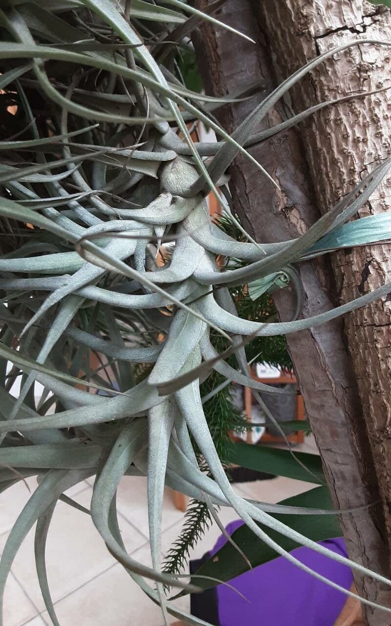 Tillandsia 8