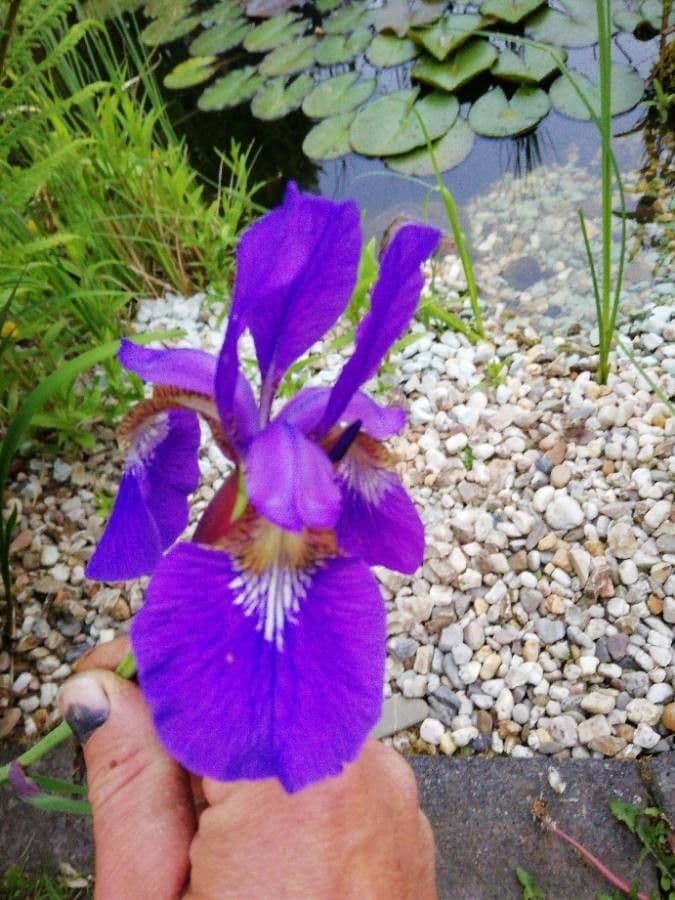 Iris versicolor 4
