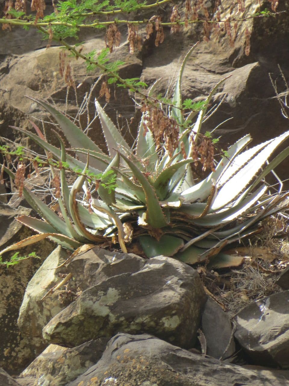 Aloe 6