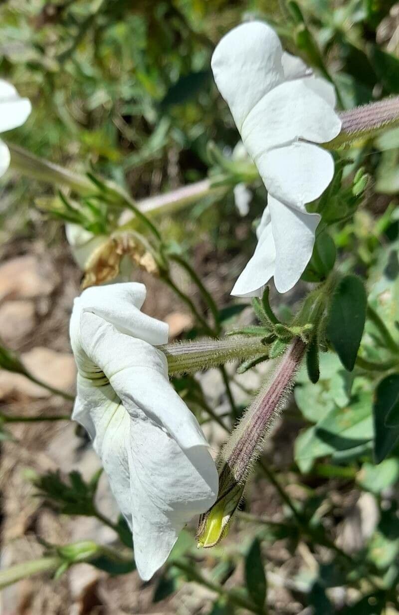 Petunia 2