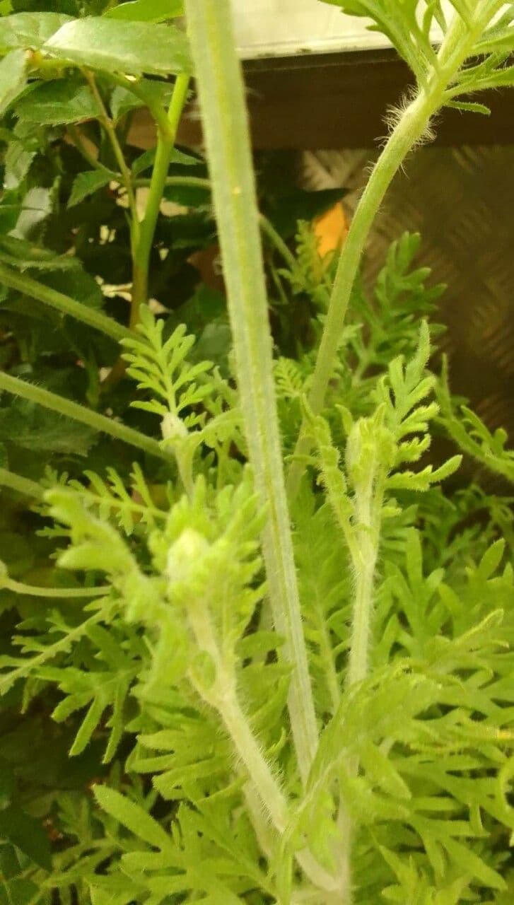 Lavanda multifida 16
