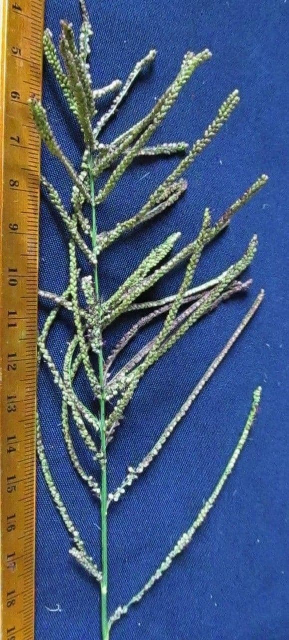 Proso obecné 25