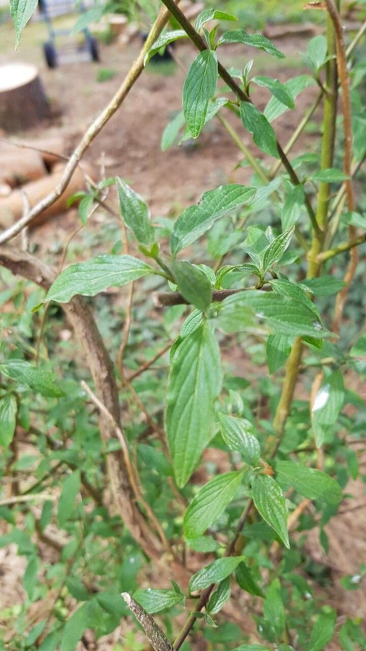 Galianthe 3