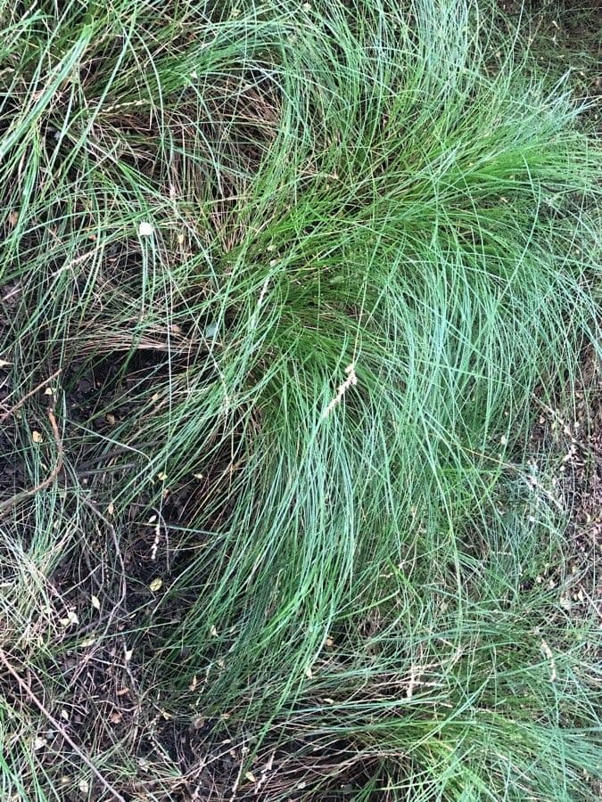Festuca scabrosa 4