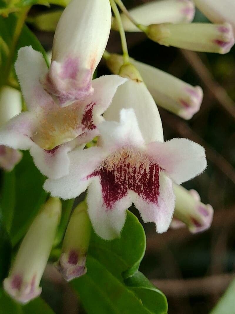 Pandorea 3