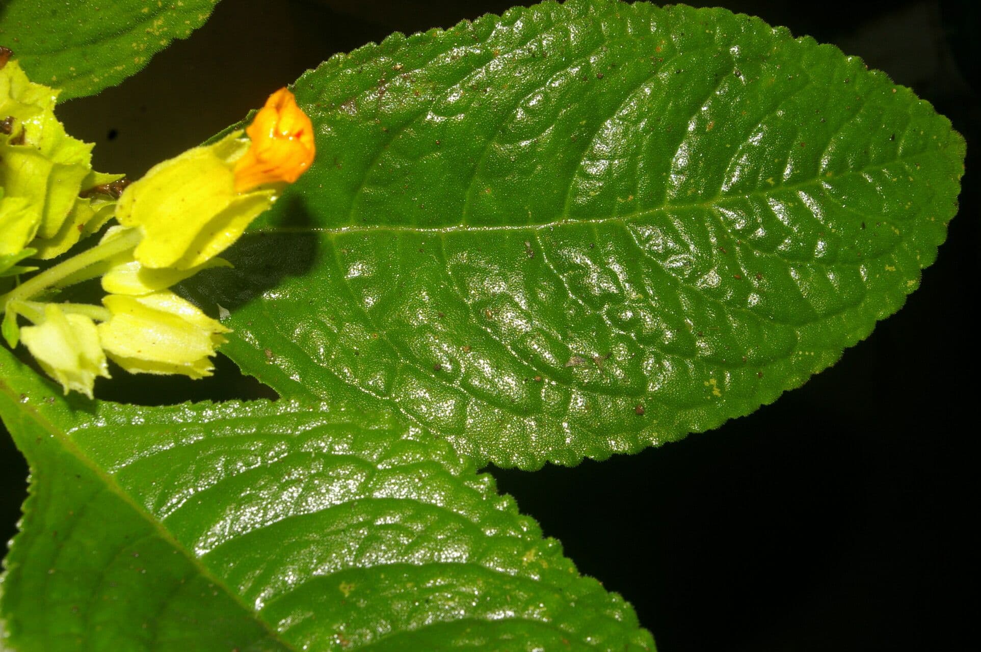 Chrysothemis 5