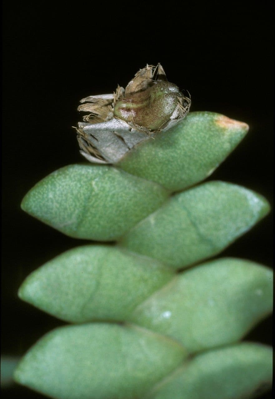 Dendrobium 6