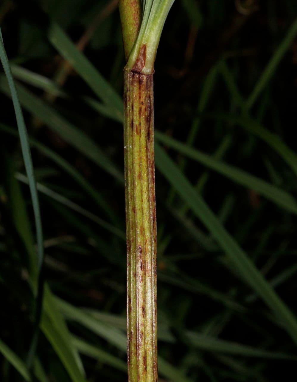Echtes Salomonssiegel 24