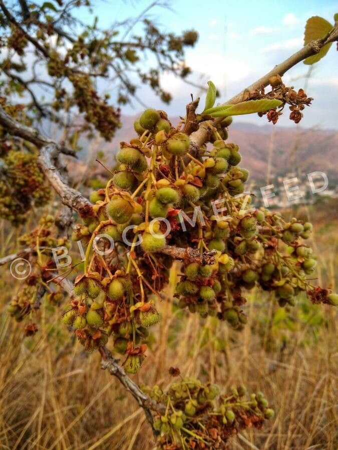 Curatella americana 3