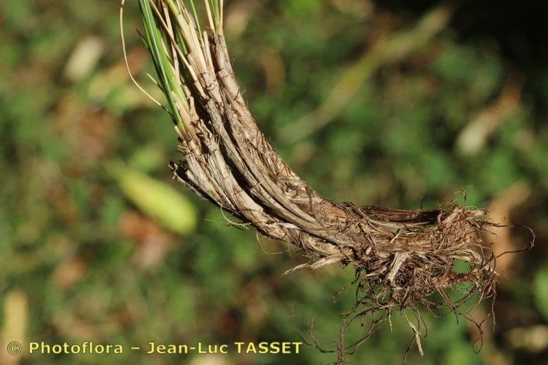 Festuca 3