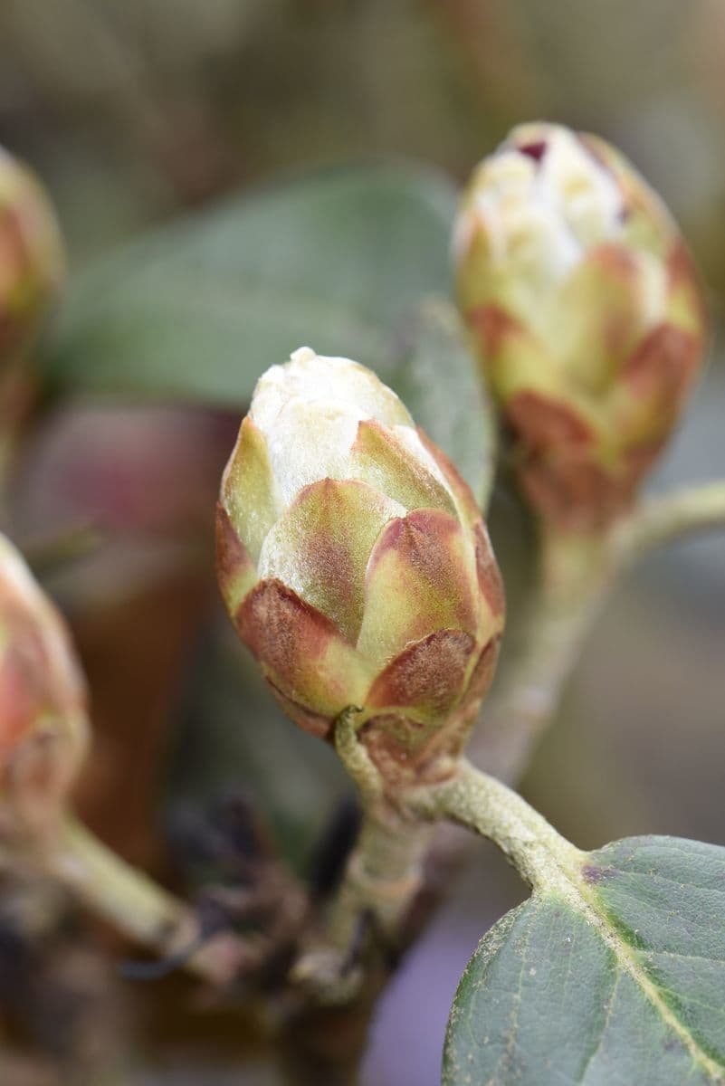 Rododendron 13