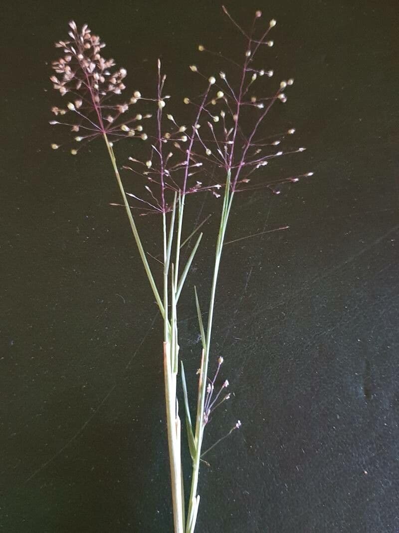 Sporobolus 5