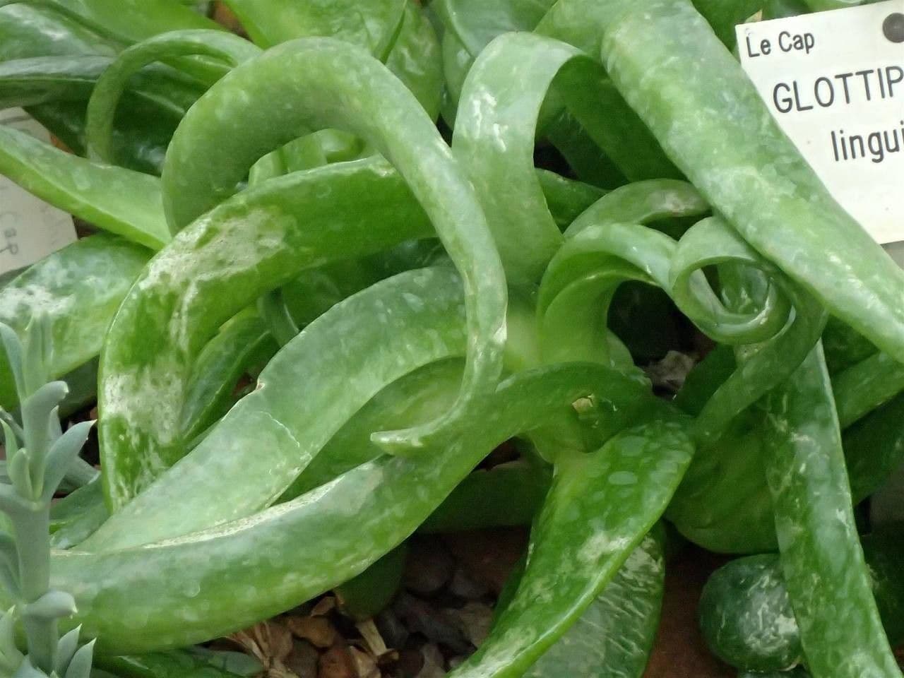 Glottiphyllum 11