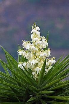 Bajonett-Yucca 10