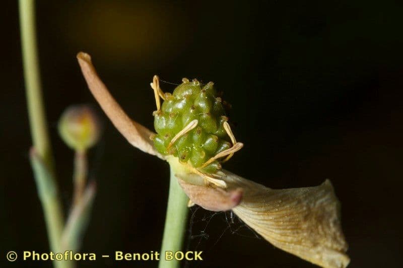 Ranunculus gramineus 3