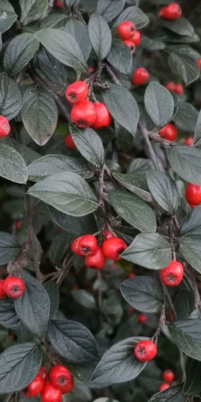 Cotoneaster di Stern 3
