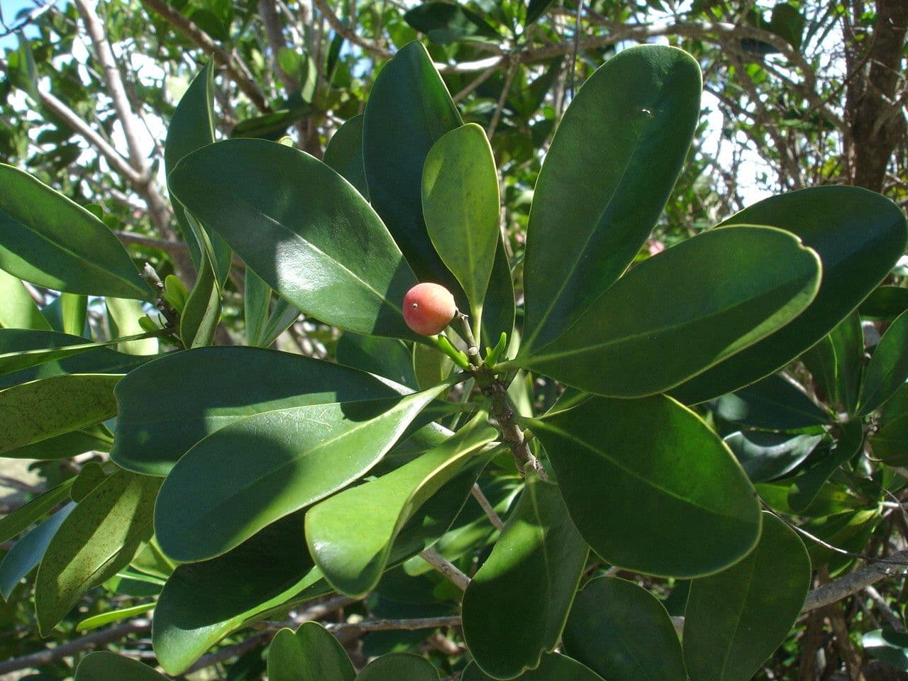 Cannella invernale 23