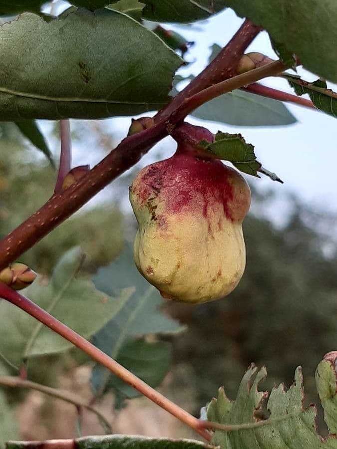 Cornicabra