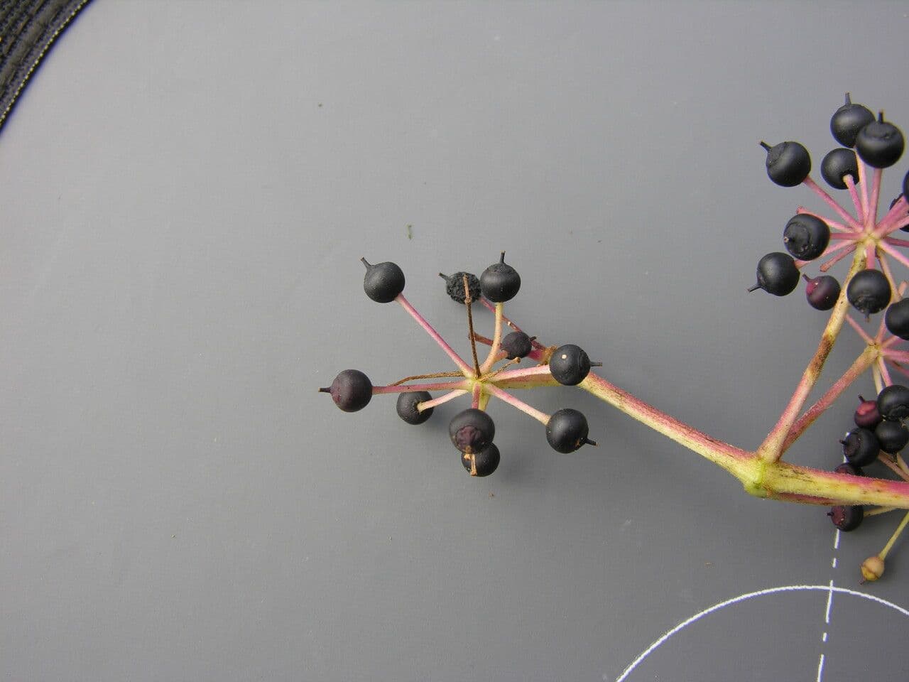 Aralia 8