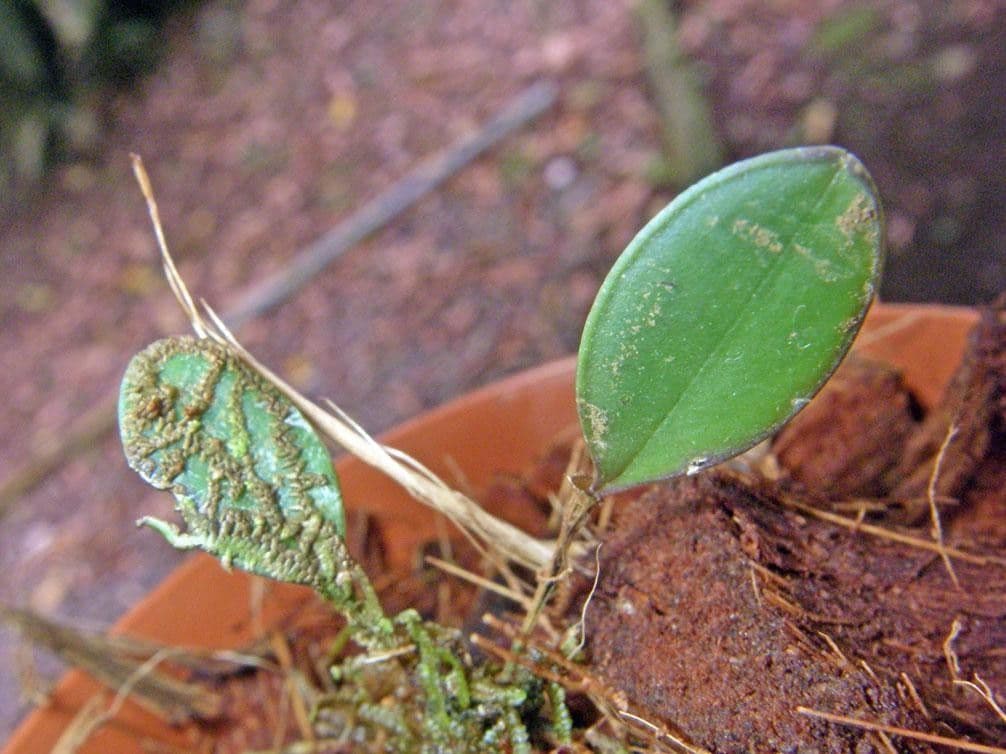 Trichosalpinx 7