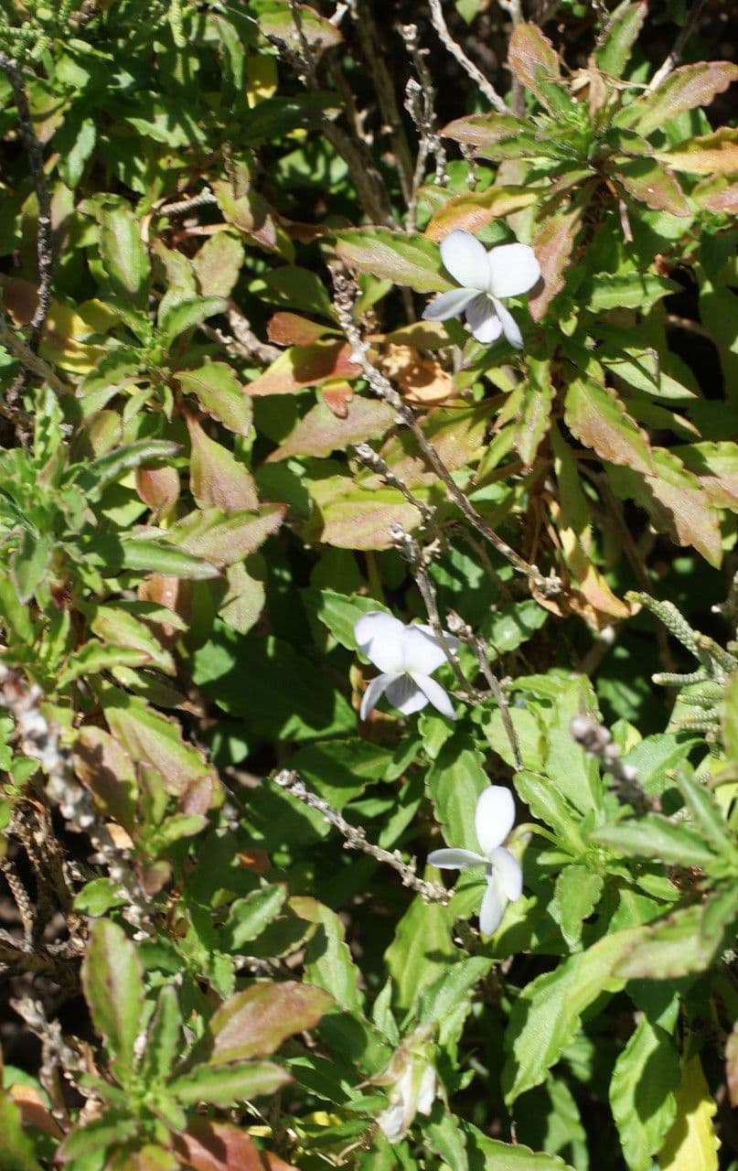 Violette arborescente 13