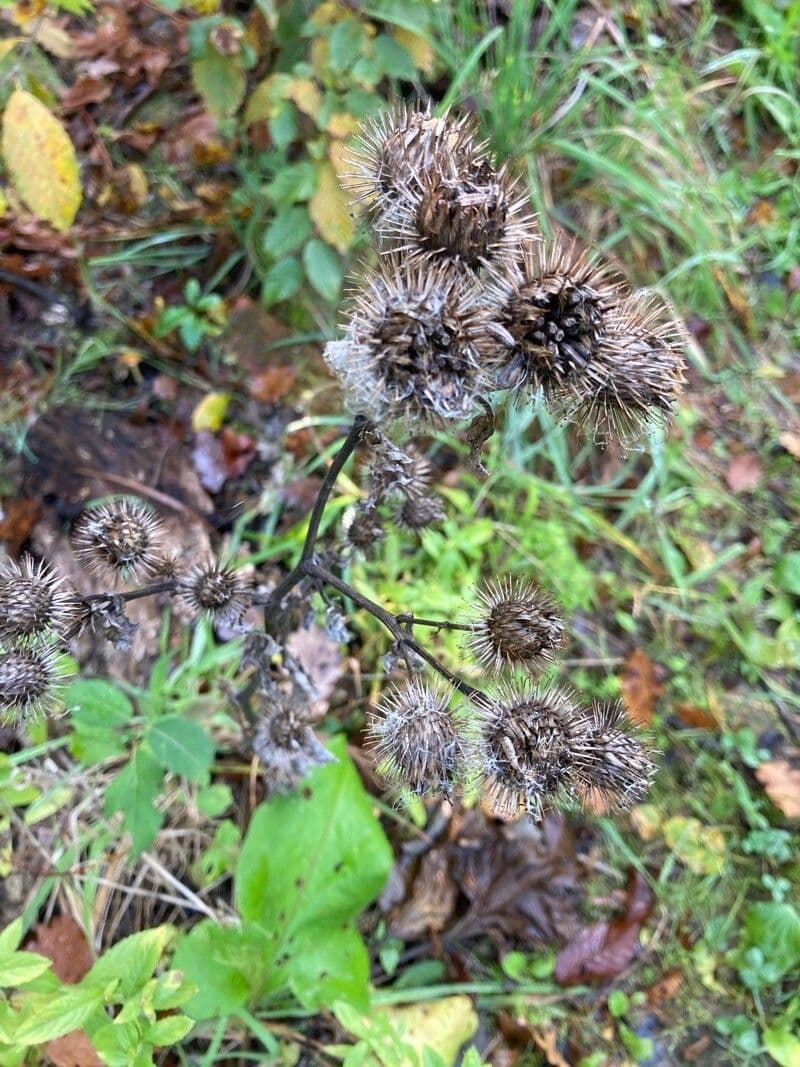 Bardana selvatica 4