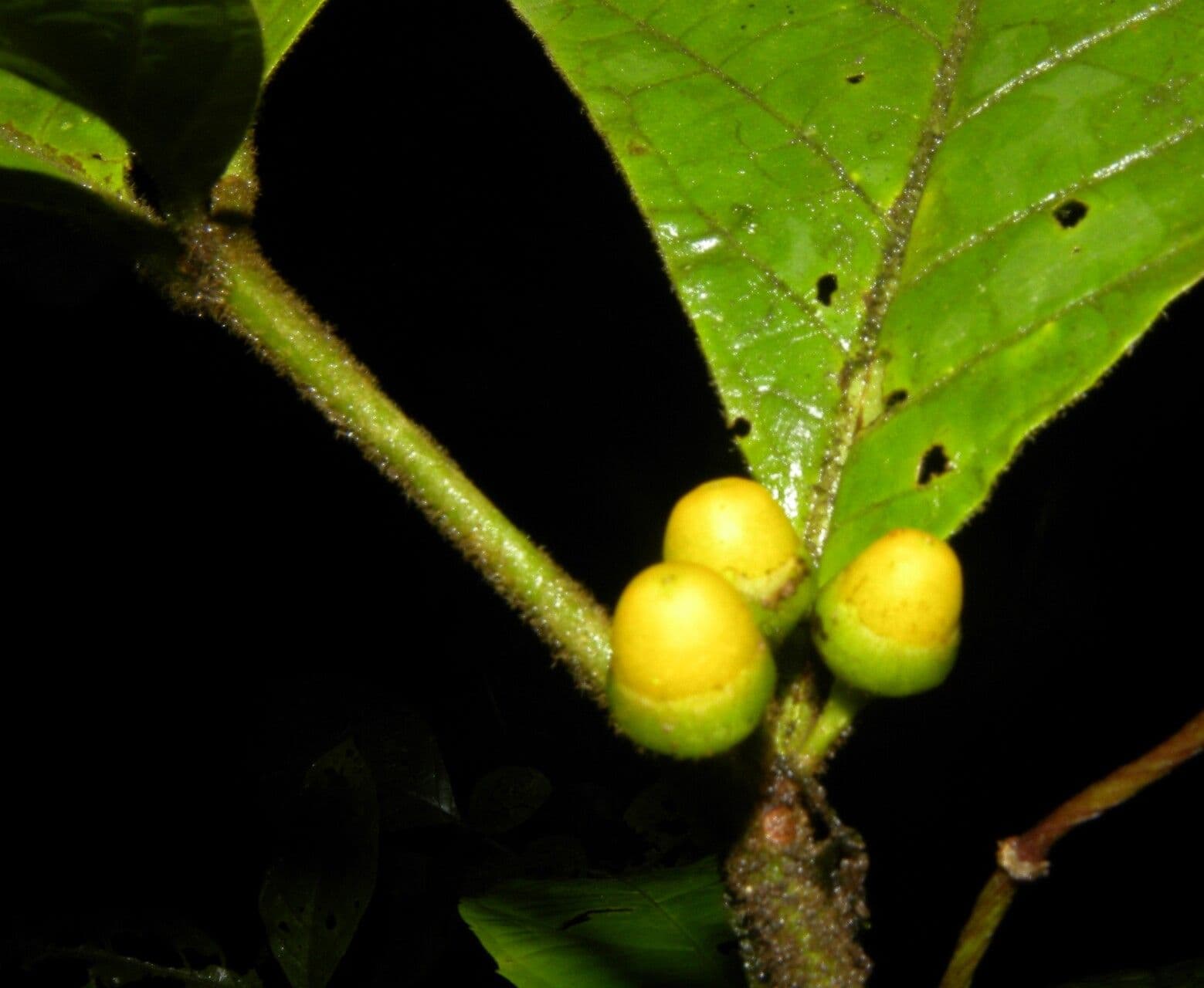 Lycianthes sanctaeclarae