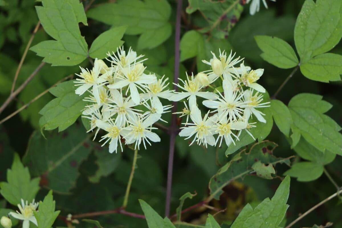 Clématite apiifolia 2