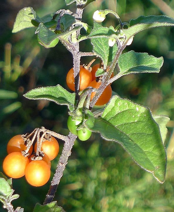 Solanum villosum 28