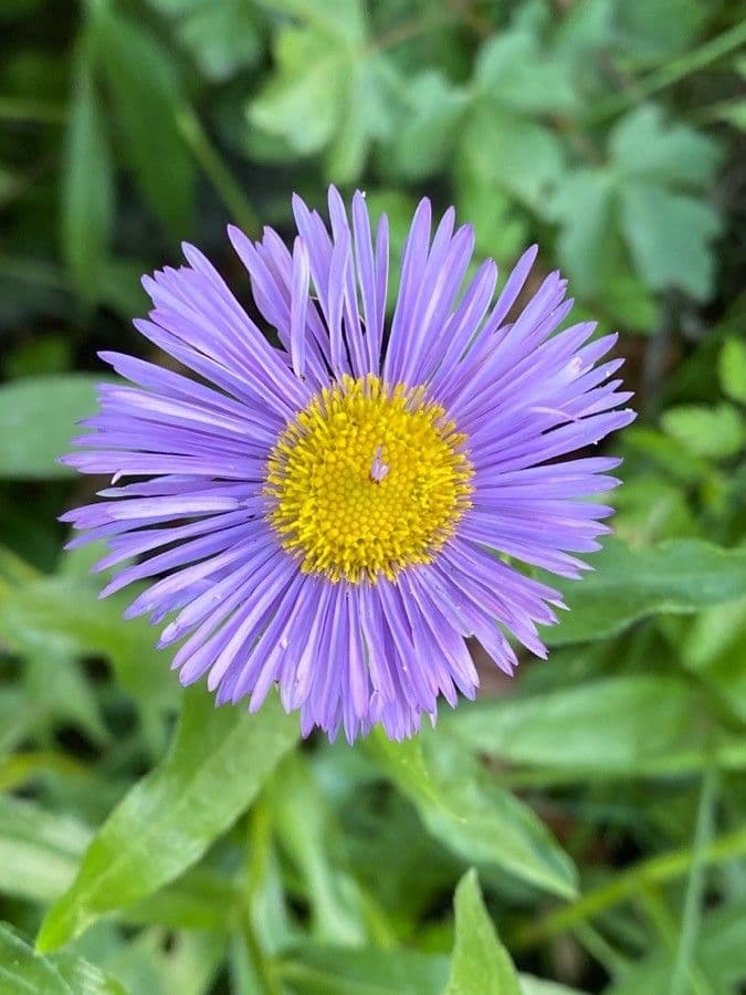 Fleabane piękny 7