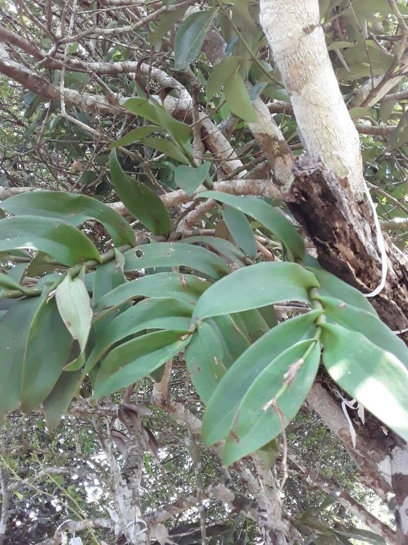 Dendrobium victoriae-reginae 15